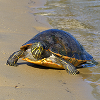 The E. O. Wilson Biodiversity Foundation is working to get the Mobile-Tensaw River Delta region of Alabama designated as a national park and preserve. Some life found there includes: The Alabama red-bellied turtle, which was placed on the endangered species list in 1987. PHOTO: Jim Godwin