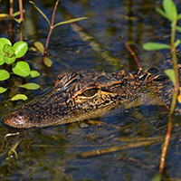 The American alligator, whose population was decimated by hunting before it was listed as an endangered species in 1973; thanks to conservation efforts, it rebounded, and it was removed from the list in 1987. PHOTO: Lewis Scharpf