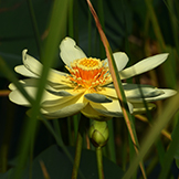 The American lotus, which thrives in wetland areas. PHOTO: Lewis Scharpf