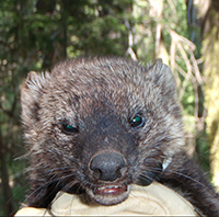 Endangered fisher. PHOTO: Courtesy of the Sierra Nevada Adaptive Management Project