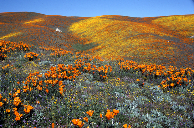 Antelope Valley California State Natural Poppy Reserve