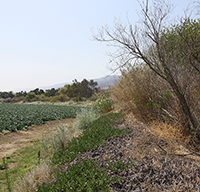 A study led by <strong>Daniel Karp</strong>, a NatureNet postdoctoral research fellow in ESPM and at the Nature Conservancy, has questioned the usefulness of removing non-crop vegetation as a means to reduce field contamination of fresh produce by disease pathogens such as <cite>E. coli</cite>. <cite>California</cite> PHOTO: Daniel Karp