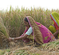 In the state of Uttar Pradesh, women harvest Swarna Sub1, a Stress-Tolerant Rice for Africa and South Asia (STRASA) variety from the International Rice Research Institute. PHOTO: Ellie Turner