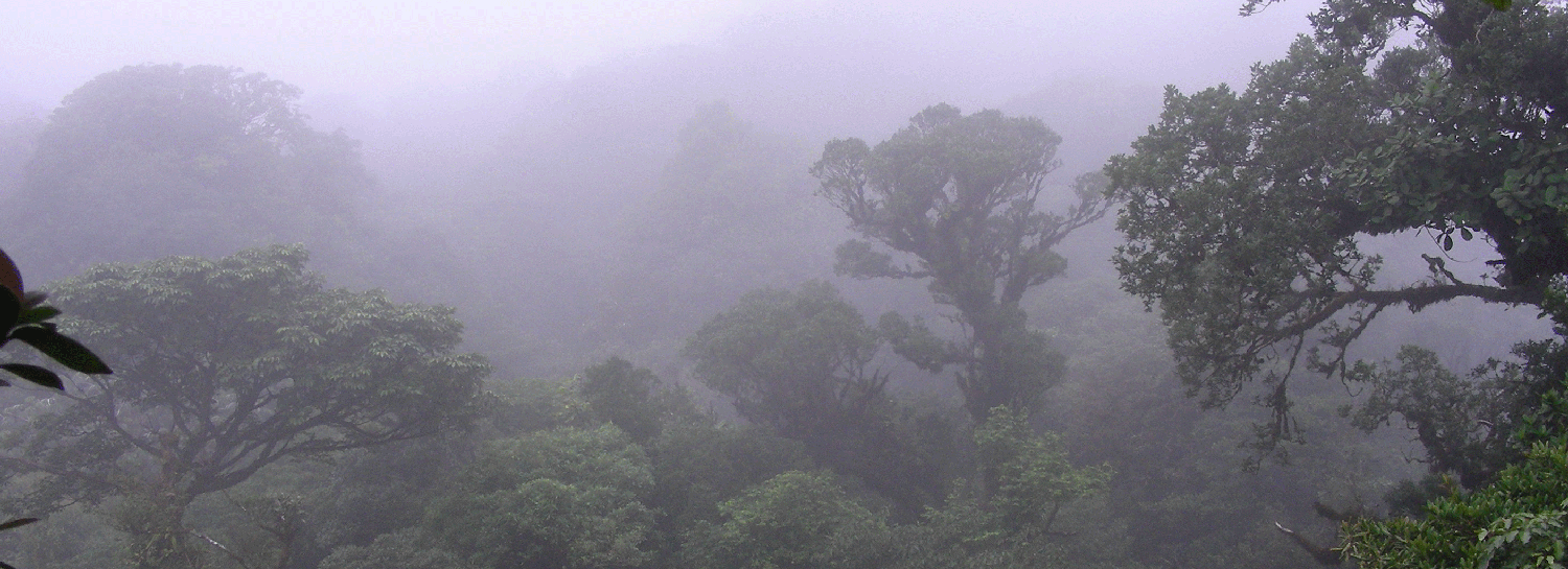Rainforest, Costa Rica