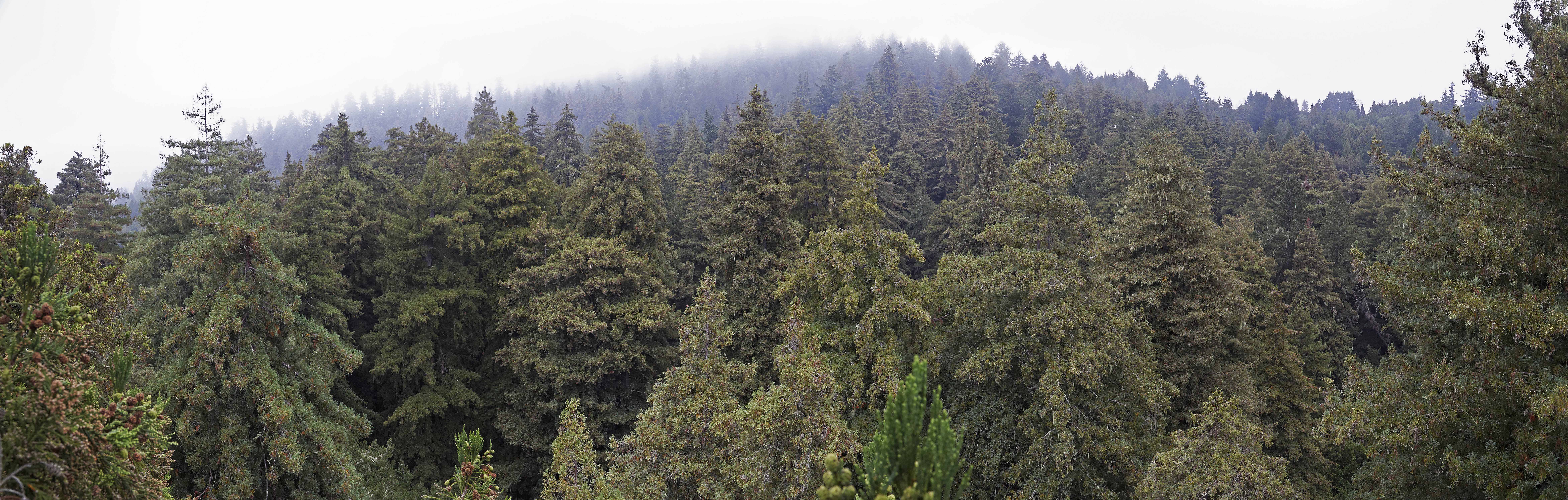 Coast Redwood Forest, California