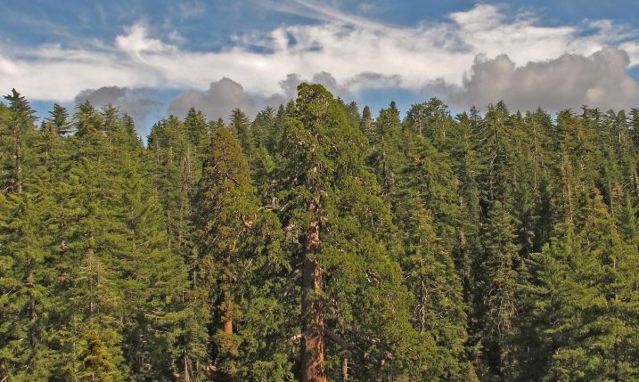 Giant Sequoia Forest, California