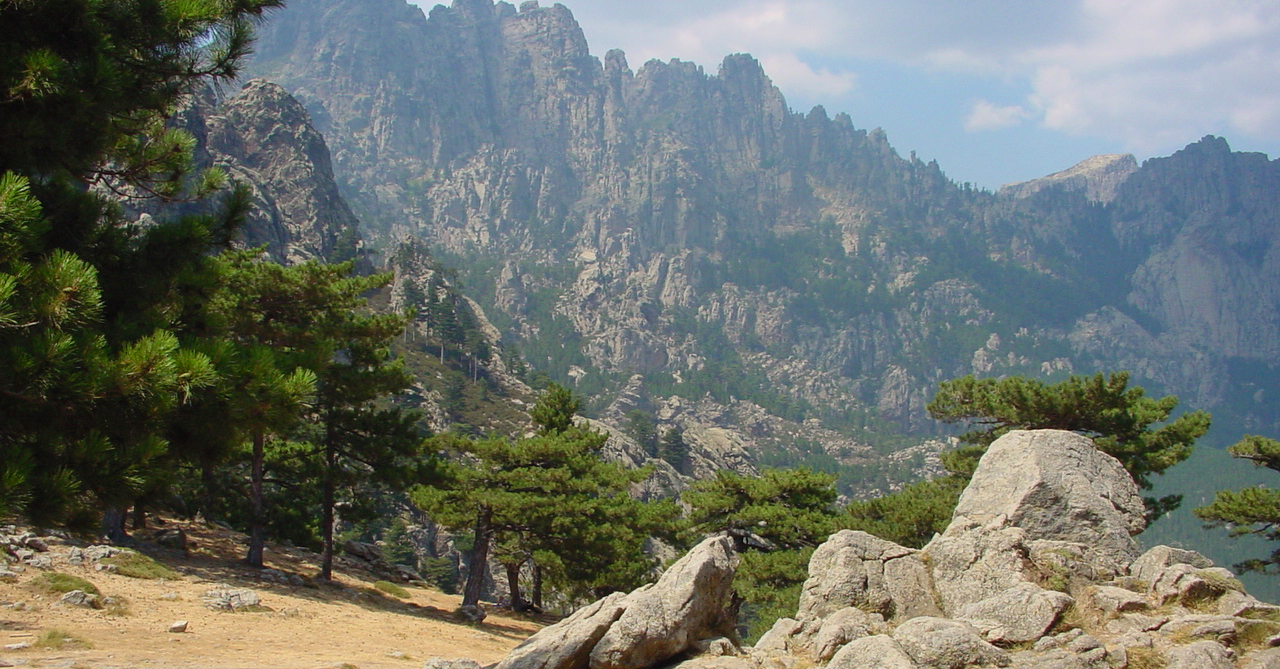 Black pine Corsica