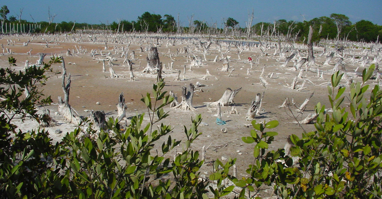 Mangrove Dieoff in the Yucatan