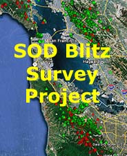 SOD Blitz Survey Project