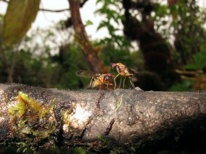 Drosophila cyrtoloma Hana 1294