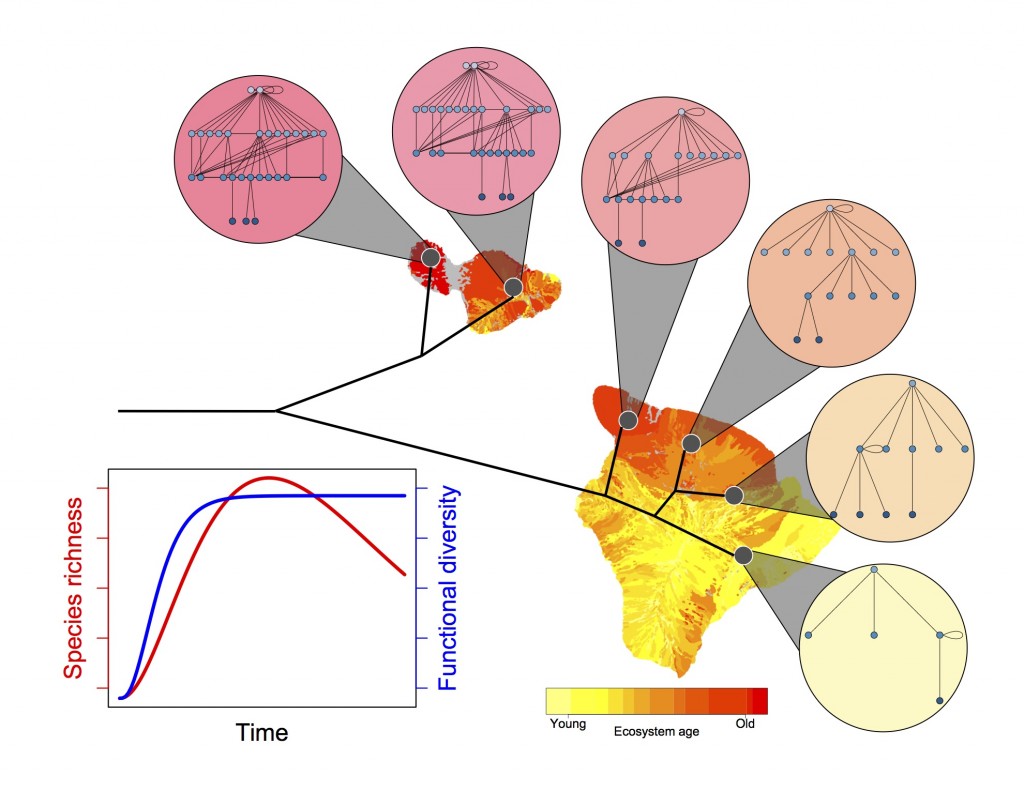 fig_chrono_hypothesis