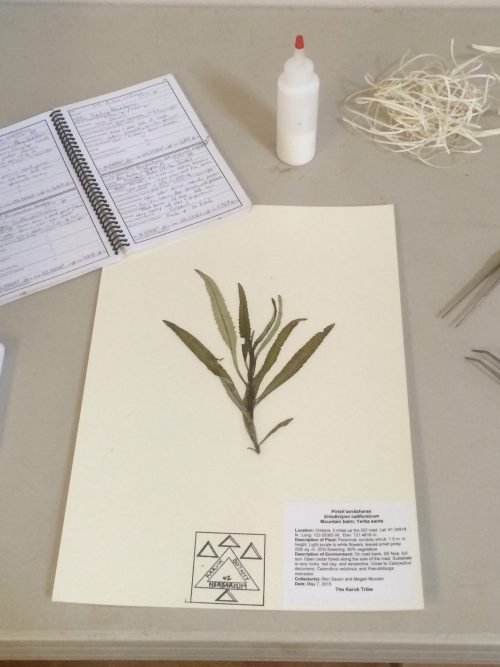 Mounted plant, notebook, glue and tools for herbaria specimens