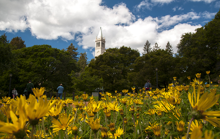 Campanile campanile with yellow flowers