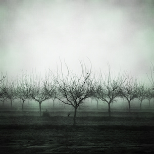 Foggy-Orchard-305pix.jpg