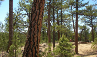 forest