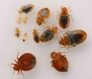 Bedbugs Won't Take the Bait | UC Berkeley College of Natural Resources