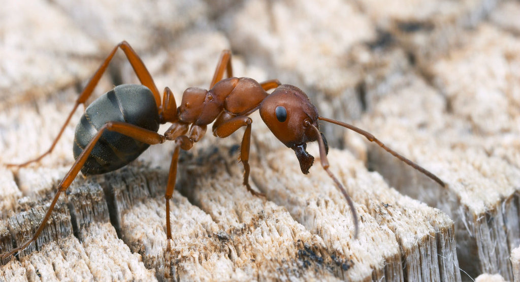 Kidnapper Ants