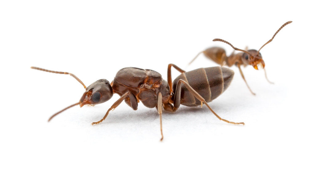 Ant Invasions