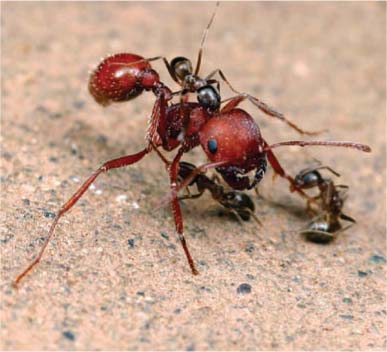 Argentine ant competition