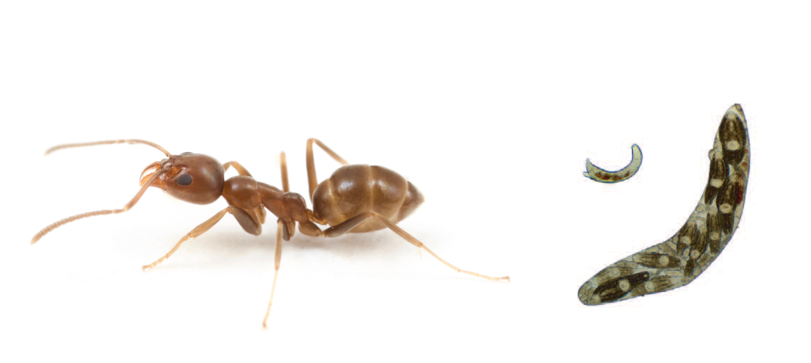 Ants & trematodes