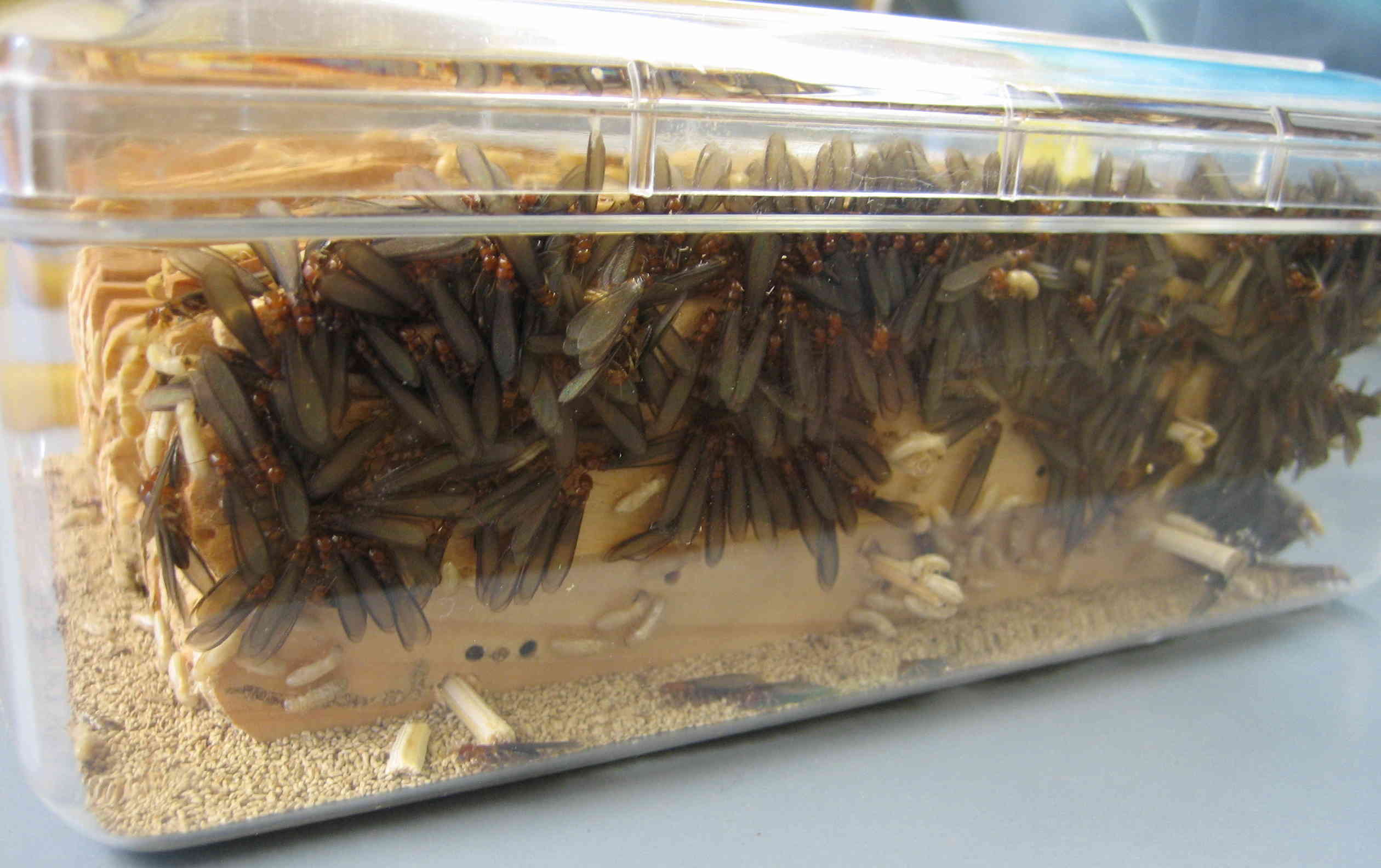 termite lab colony