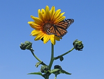 Wild sunflower with Monarch