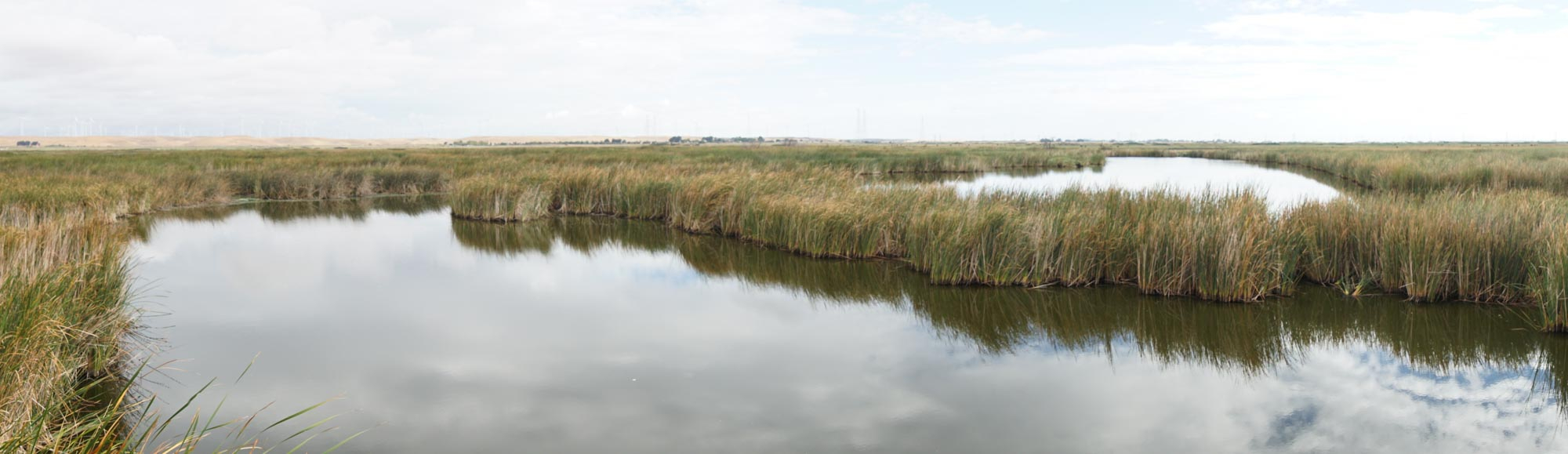 View of delta with water and grasses