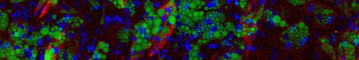 Image of cells under a microscope
