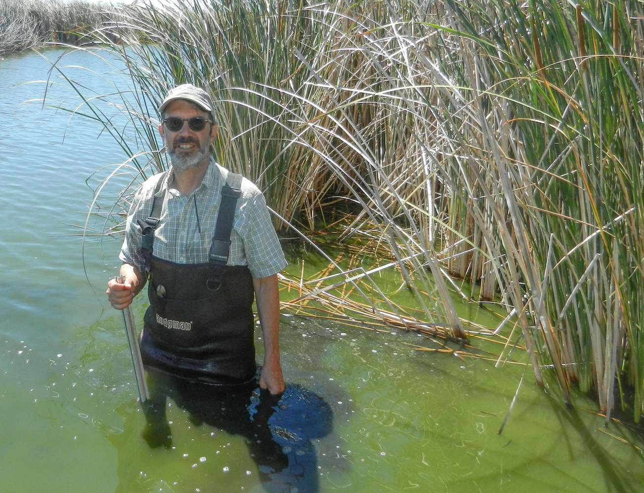 Dennis Baldocchi wades through a restored wetland at a research site in the Sacramento-San Joaquin River Delta.