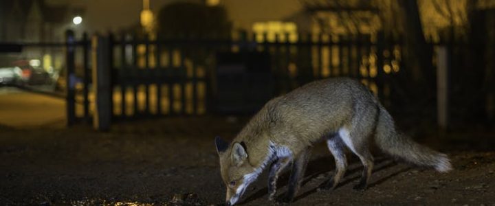 To avoid humans, more wildlife now work the night shift