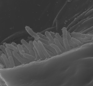 Xylella fastidiosa cells colonizing the cuticle of an insect vector.