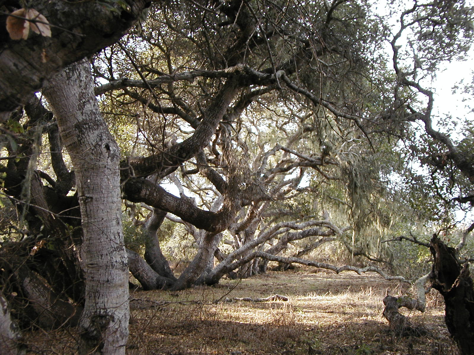 Gnarly oak trees