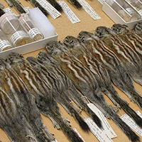 Alpine chipmunk specimens housed at UC Berkeley’s Museum of Vertebrate Zoology. Many of these were collected by the founding director of the Museum, Joseph Grinnell, and his associates. Recent studies have found that the species’ move to higher altitudes and reduction in genetic diversity are connected to climate change. PHOTO: kdedquest/Flickr