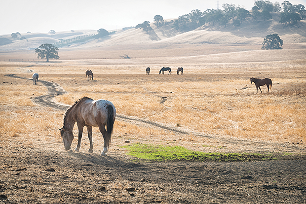 Raising and racing horses was a passion of Gross’s. PHOTO: iStockPhoto