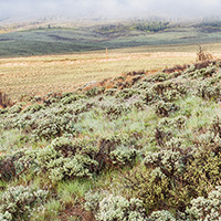 Sagebrush in Colorado. iStockphoto