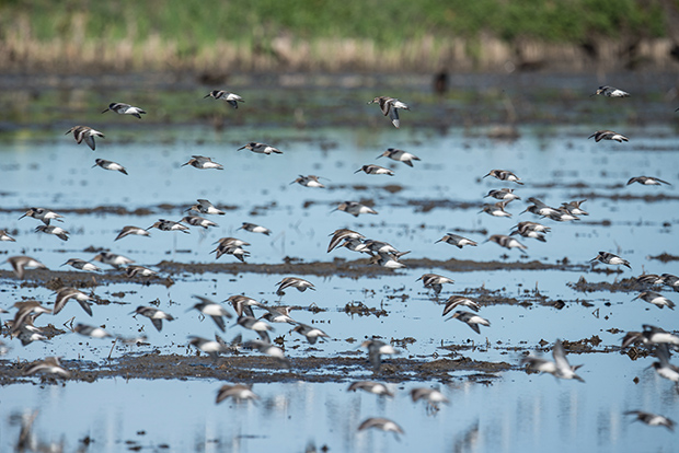 A dunlin flock in rice fields near Colusa, California. PHOTO: Drew Kelly, courtesy of TNC