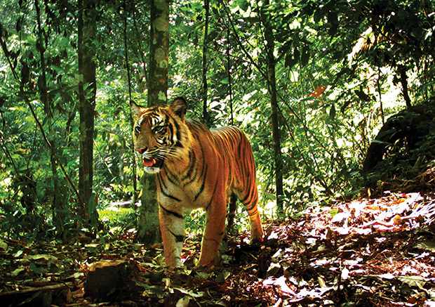 A tiger in Gunung Leuser National Park, a UNESCO World Heritage Site in North Sumatra, Indonesia. Matthew Luskin, a PhD candidate in the Department of Environmental Science, Policy, and Management living in Indonesia last year as a National Geographic Society “Explorer” and Fulbright scholar, used 80 motion-activated cameras throughout Sumatra’s three remaining large jungles to understand how tigers are coping with their rapidly shrinking habitat. Luskin and his team are finding that altered prey availability and human poachers strongly affect where the remaining 450 critically endangered tigers now persist—information that can be used to develop effective conservation plans. PHOTO: Matthew Luskin