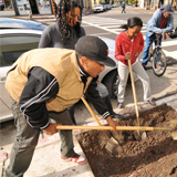 Timothy Hudson, left, of Oakland’s Urban Releaf, worked with volunteers to plant a tree on October 25, 2012. The urban-forestry organization addresses the needs of communities that have little to no greenery or tree canopy.