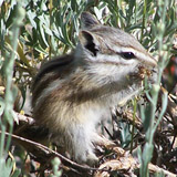 CRITTER: Climate change may be threatening the survival of the alpine chipmunk, ESPM research showed in 2012. PHOTO: Risa Sargent