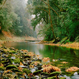 MISSION CRITICAL: A group of ESPM and earth and planetary science faculty will receive $5 million over five years to study Northern California’s Eel River watershed, one of four new National Science Foundation–funded Critical Zone observatories. “Critical zone” refers to the thin veneer of Earth from the groundwater to the tree tops that is critical to aquatic and terrestrial life. What the researchers uncover may eventually allow scientists to predict the impact of changing climate and land use on future droughts, floods, and water supplies. PHOTO: Christopher Woodcock