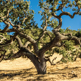BARKING: Research led by ESPM Extension specialist <strong>Brice McPherson</strong> and co-authored by professor emeritus <strong>David Wood</strong> found compounds in the inner bark of coast live oaks that predict a tree’s susceptibility to the pathogen that causes sudden oak death, the devastating West Coast tree disease. These biomarkers could give forest managers their first nondestructive method to rate the risk their forests face, data that could drive efforts to preserve the most resistant forests. The paper appeared in the February 2014 <cite>Forest Ecology and Management</cite>. PHOTO: iStockphoto