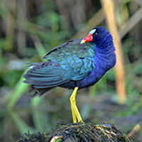 The purple gallinule, found only in southern and tropical wetlands. PHOTO: Lewis Scharpf