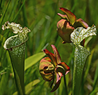 The carnivorous white-topped pitcher plant. PHOTO: Lewis Scharpf