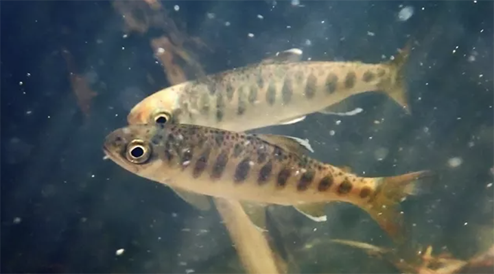 2 juvenile coho salmon