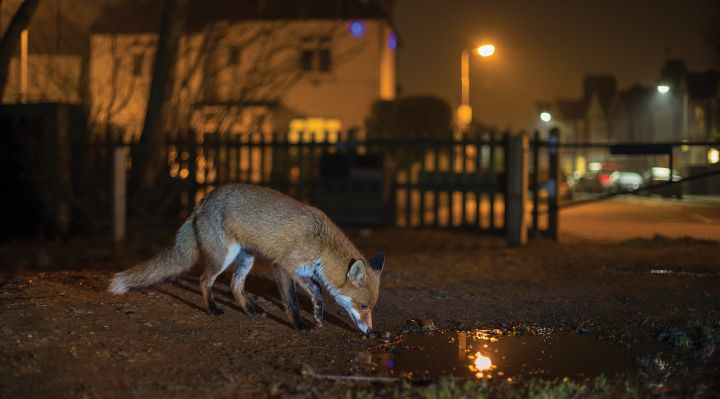 image of a fox on a city street at night