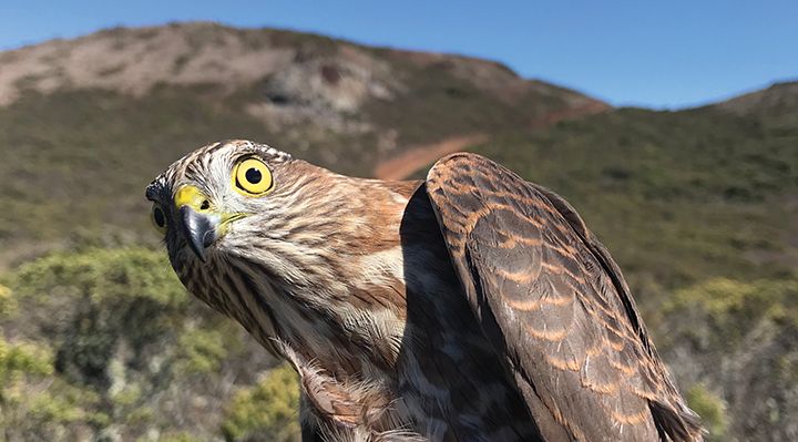 A red-tailed hawk