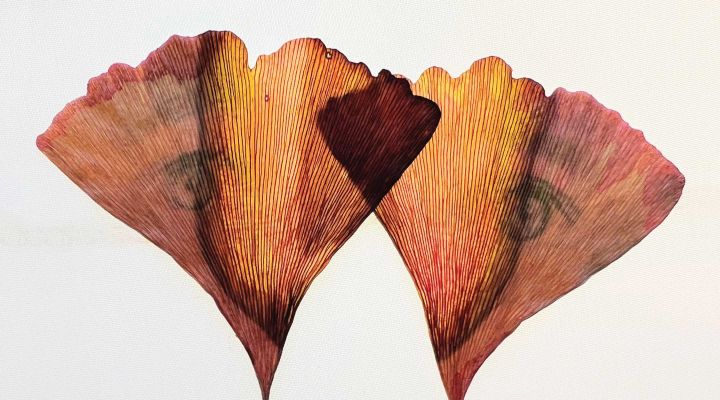 An art piece - eyes printed onto two leaves