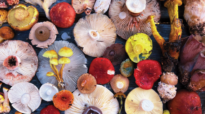Image of many mushroom and fungi