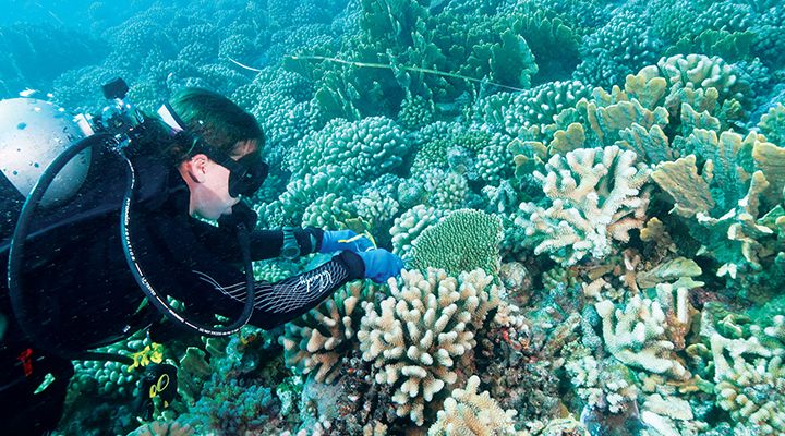 A diver underwater sampling some corals