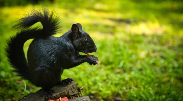 A black squirrel 